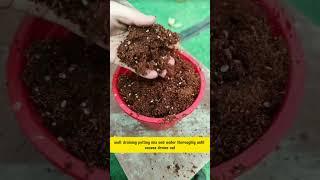 Useful tips for your garden