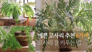 고사리 러버의 예쁜 고사리 추천 8가지 | 블루스타펀 아디안텀 등 고사리 잘 키우는 법