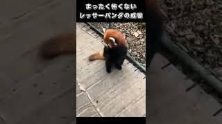 まったく怖くないレッサーパンダの威嚇