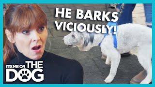 Dog Won't Stop Barking & Howling Until You Play Fetch! | It’s Me or The Dog