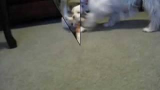 puppies