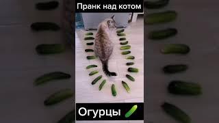 Кот vs Огурцы  #Shorts