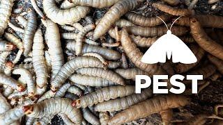 How To Prevent Wax Moth From Infesting Hives