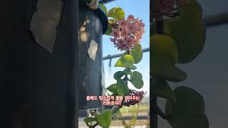 호야의 특징은 꽃이 난자리에서 연속해서 꽂을 보여준다!!꽃대 자르면 큰일나요!! #야생화#호야#리본호야#호야꽃