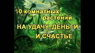 10 комнатных растений НА УДАЧУ, ДЕНЬГИ И СЧАСТЬЕ!!!