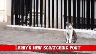 Larry, The Downing Street Cat - Eyeing up his new Scratching Post