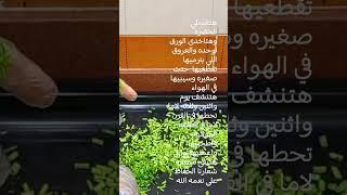 اوعى ترمي العروق صلوا على سيدنا النبي عليه الصلاه والسلام