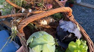 Winter Harvest