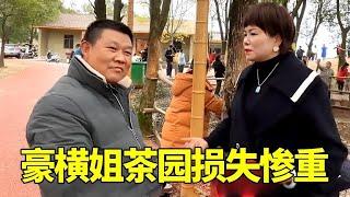 正月家门口的旅游点茶山人山人海，没想到茶树被旅客当白菜喂鸵鸟！豪横姐损失惨重#海哥量地球 #地球村#助农【灵华山李总【地球村】】