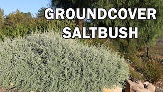 AUSSIE FLAT BUSH™ Rhagodia a low growing, compact saltbush | Ozbreed Native Shrubs & Groundcovers