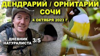 Дендрарий. Орнитарий. Сочи. 4 октября 2023 г. Дневник натуралиста 3-й из 5