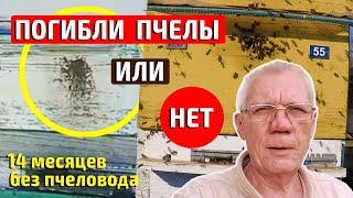 Пасека без ухода пчеловода  Пчеловодство без пчеловода  #7