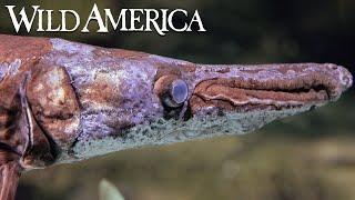 Wild America | S6 E10 Fascinating Fishes | Full Episode HD