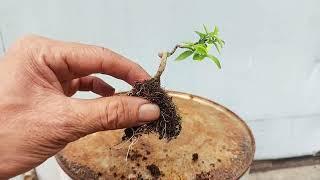 CÁCH LÀM MỘT CÂY BONSAI SIÊU MINI TỪ RỄ MAI CHIẾU THỦY.