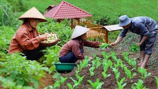 How we harvest, process and build agricultural gardens | Life off the grid | Live With Nature