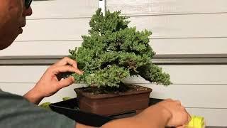 Bonsai Buzz - Juniper clean up