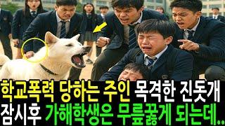 학교폭력 당하는 주인을 목격한 진돗개 다음날 가해 학생은 사죄하며 무릎 끓게 되는데..
