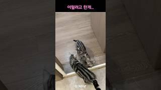 어미 냥이가 새끼를 옮기려고 하는데