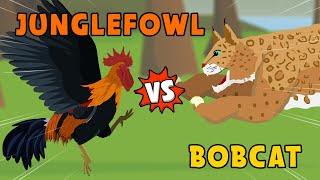 Junglefowl vs Bobcat | Jungle vs Woodland Animals [S1] | Animal Animation