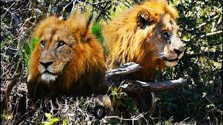 ALL The New Male Lions IN Gomondwane Territory! HUGE Male Lions, ALL OVER! Kruger National Park!