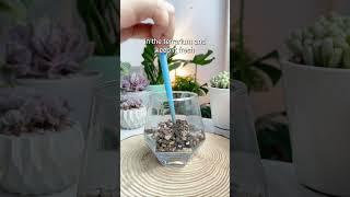 DIY Succulent Terrarium  #succulents #cactus #plants #diy #shorts