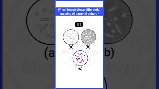 Quiz-16|Staining of bacterial culture|#microbiology#staining#microbiologymcq #bacteriology#shorts