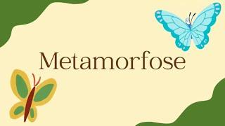 METAMORFOSE DA BORBOLETA