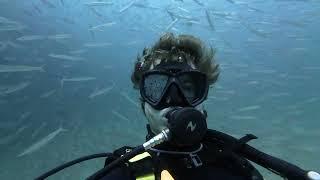 Swimming in Barracuda School--Dive 007--Ko Racha Yai Phuket Thailand