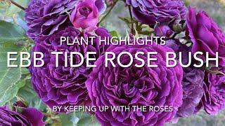 Ebb Tide Purple Rosebush