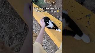 This is exactly why I want to make a kitty sanctuary! Too many kitties without a home!  #pov #cat