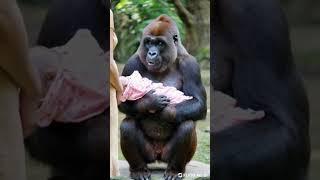 Baby and gorilla intimate moment#gorillababy #cute #animals #gorilla #baby