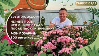 #ЧЕРНЫЕ РОЗЫ #ЧТО С НИМИ СТАЛО ПОСЛЕ ПЛОХОЙ ЗИМОВКИ# МОЙ РОЗАРИЙ! 500 оттенков ......