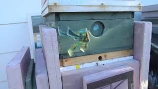 Beekeeping 2019 Honey bucket update