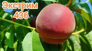 Персик Экстрим 436/Peach Extreme 436