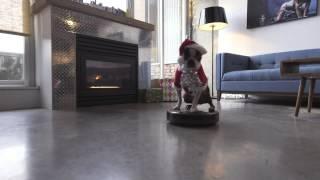Dog on a Roomba Holiday Edition!! - The Big Shift