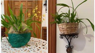 How to mount Oncidium Orchid in 2 methods  #OncidiunOrchid#DancingLadyOrchid