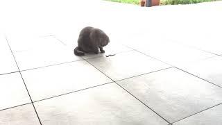 Sochi The Cat: Earthworm escape / s05.e05 HD