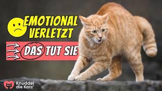 So reagiert deine Katze, wenn Du sie emotional verletzt!