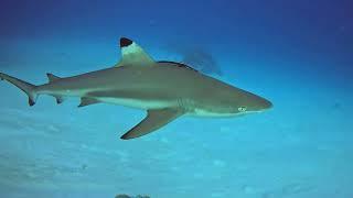 Лучший дайвинг на Мальдивах #shorts #maldives #shortsvideo  #shark #youtubeshort