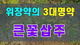 위장약 3대명약 큰꽃삽주