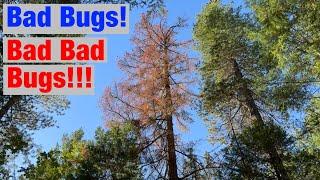 Assessing the Damage Bugs Killing the Douglas Fir Trees