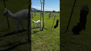 Alpaca Farm Oregon