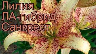 Лилия ла-гибрид Санкрест (lilium la-hybrid suncrest)  обзор: как сажать, луковицы лилии Санкрест