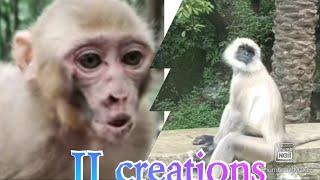 Rajasthan monkey vs Kid monkey whatsapp status JJ creations