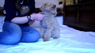 Eye Cleaning on a Difficult Dog