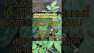 9 самых главных болезней томата и способы лечения #дача #огород #теплица #сад