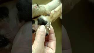 Removing Monster Mango worms From Helpless Puppy #14