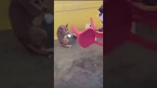 Dog & cat fight #FunnyAnimalVideos #CuteAnimalClips #AnimalLoversUnite #GiggleAtAnimals # #LaughAtAn