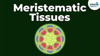 What are Meristematic Tissues? | Infinity Learn