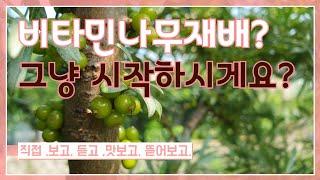 비타민나무재배 한두곳 정도는 보고 시작하셔야죠 영상만 말로만 듣지마시구요